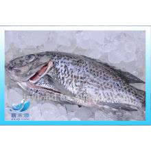 frozen black tilapia WGGS